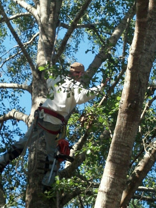 tree removal climber in Mobile AL