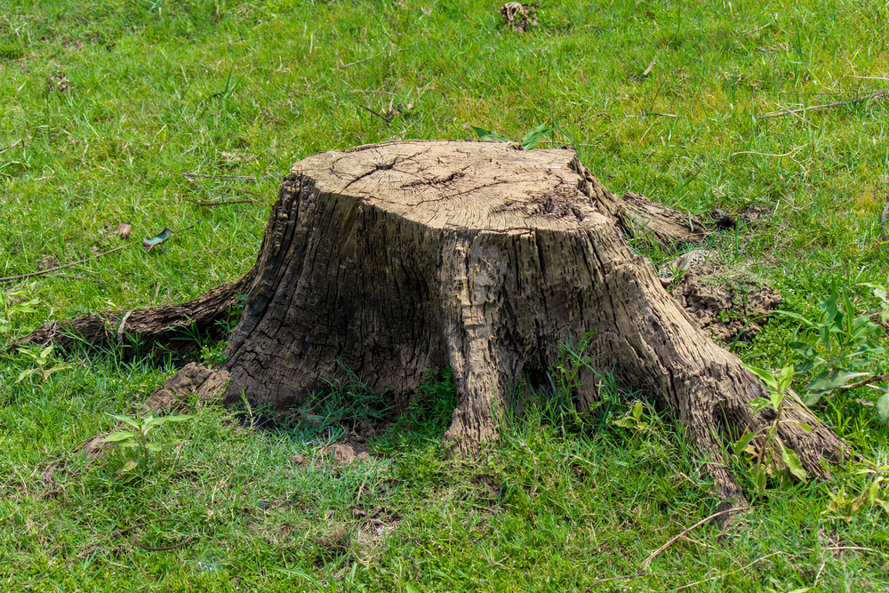 tree stump in mobile al